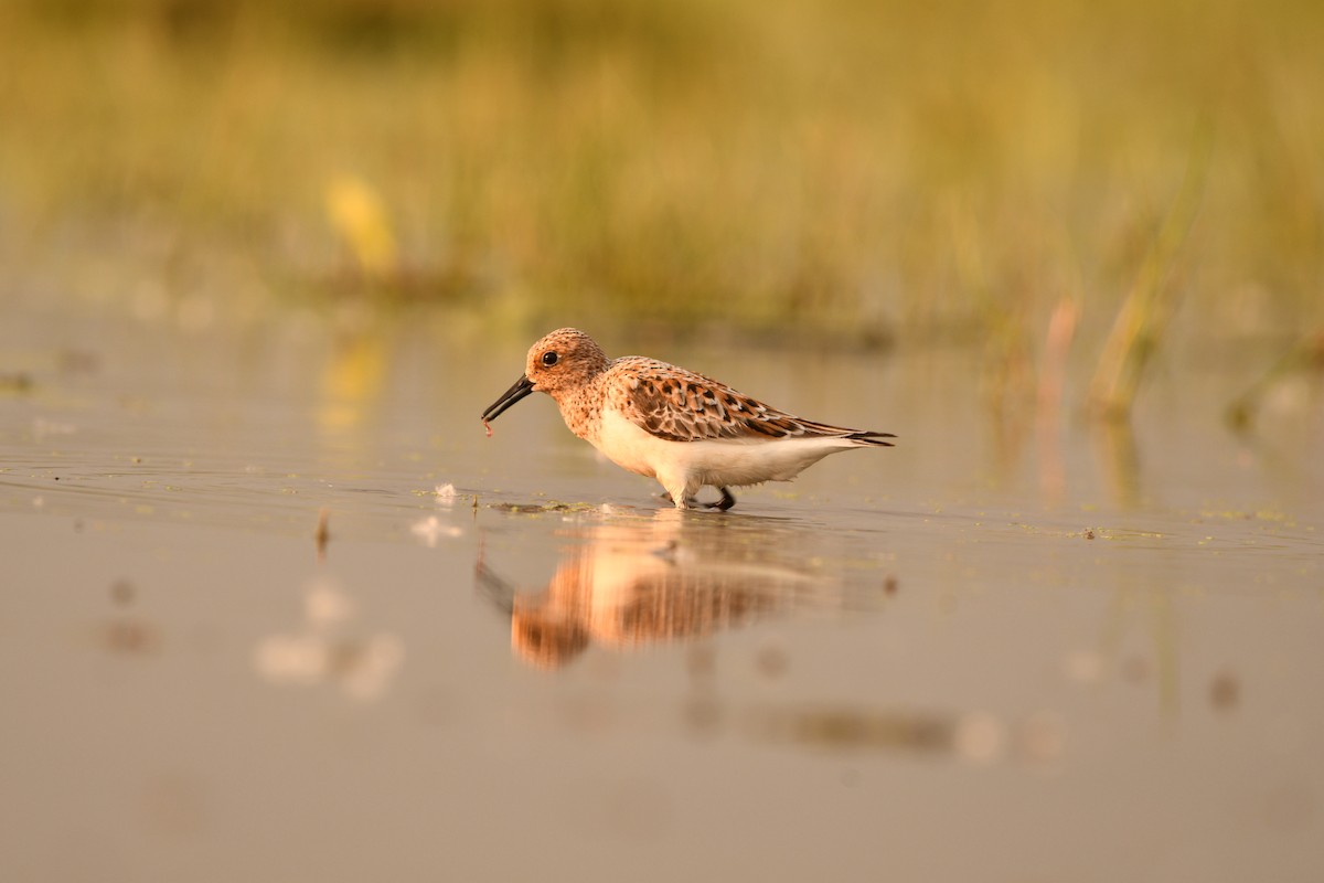 Sanderling - ML636385623