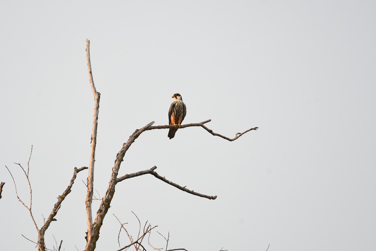 Eurasian Hobby - ML636385633