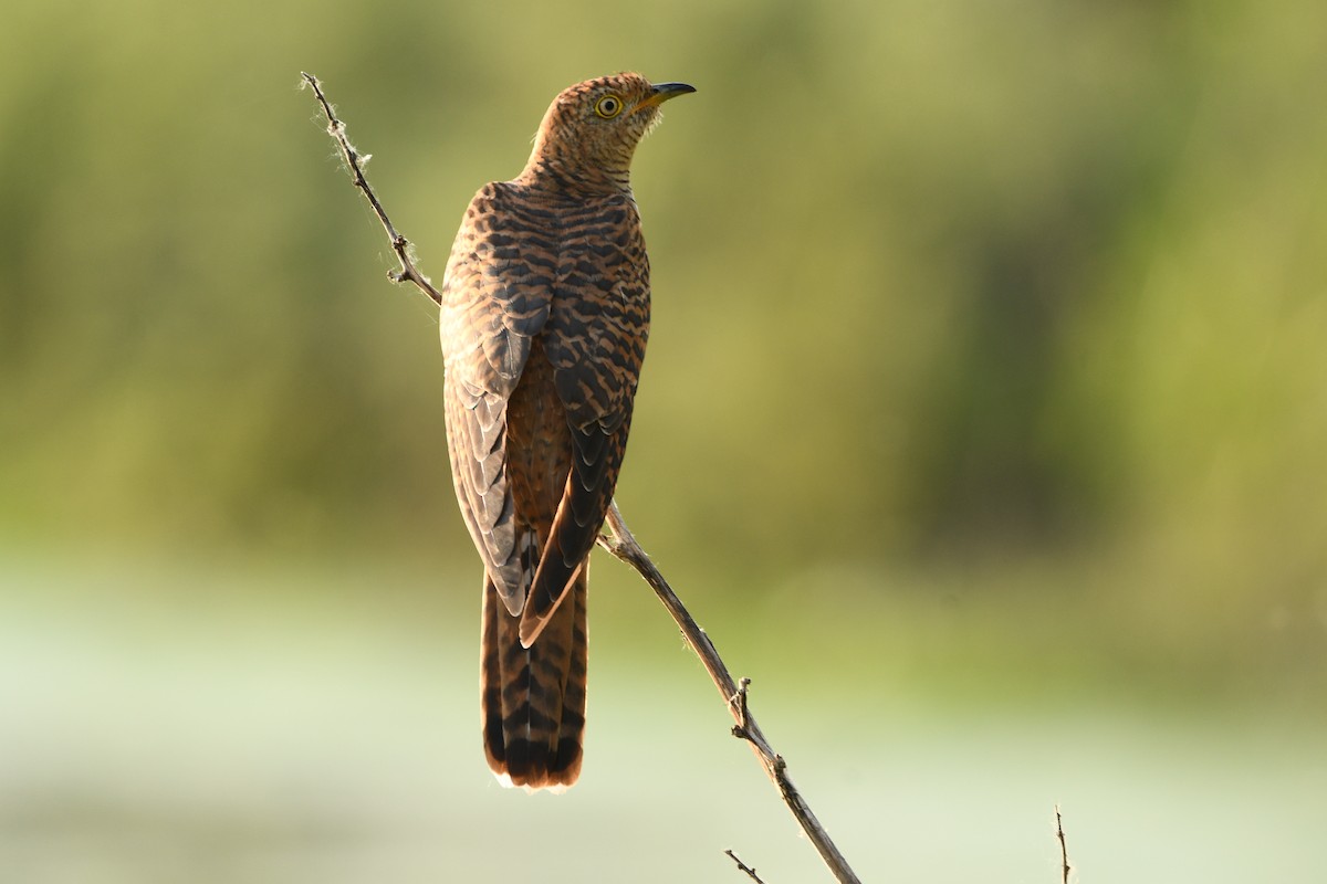 Common Cuckoo - ML636385647