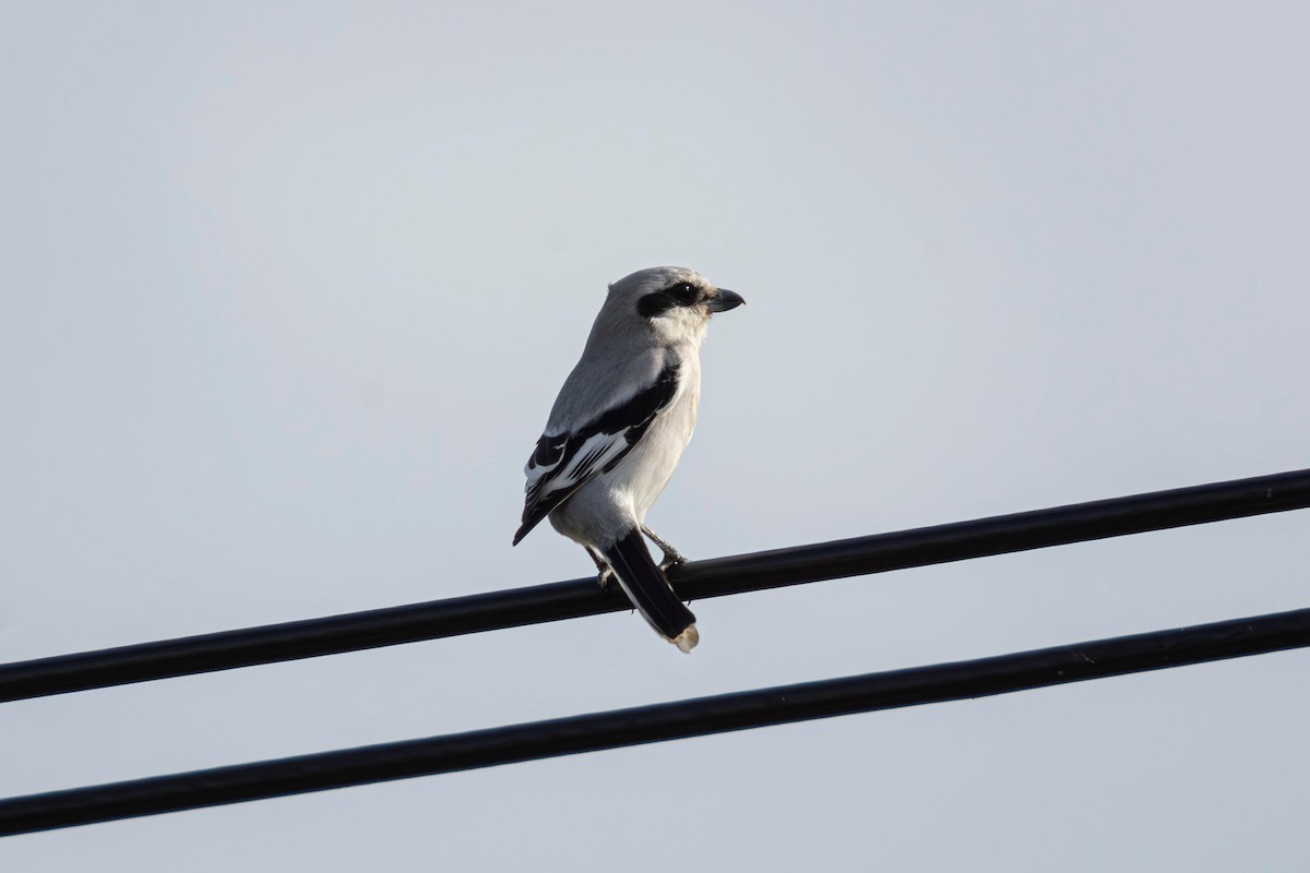 Chinese Gray Shrike - ML636385653