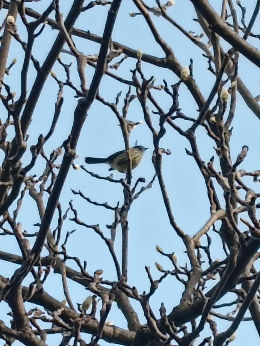 Tufted Tit-Tyrant - ML636385655