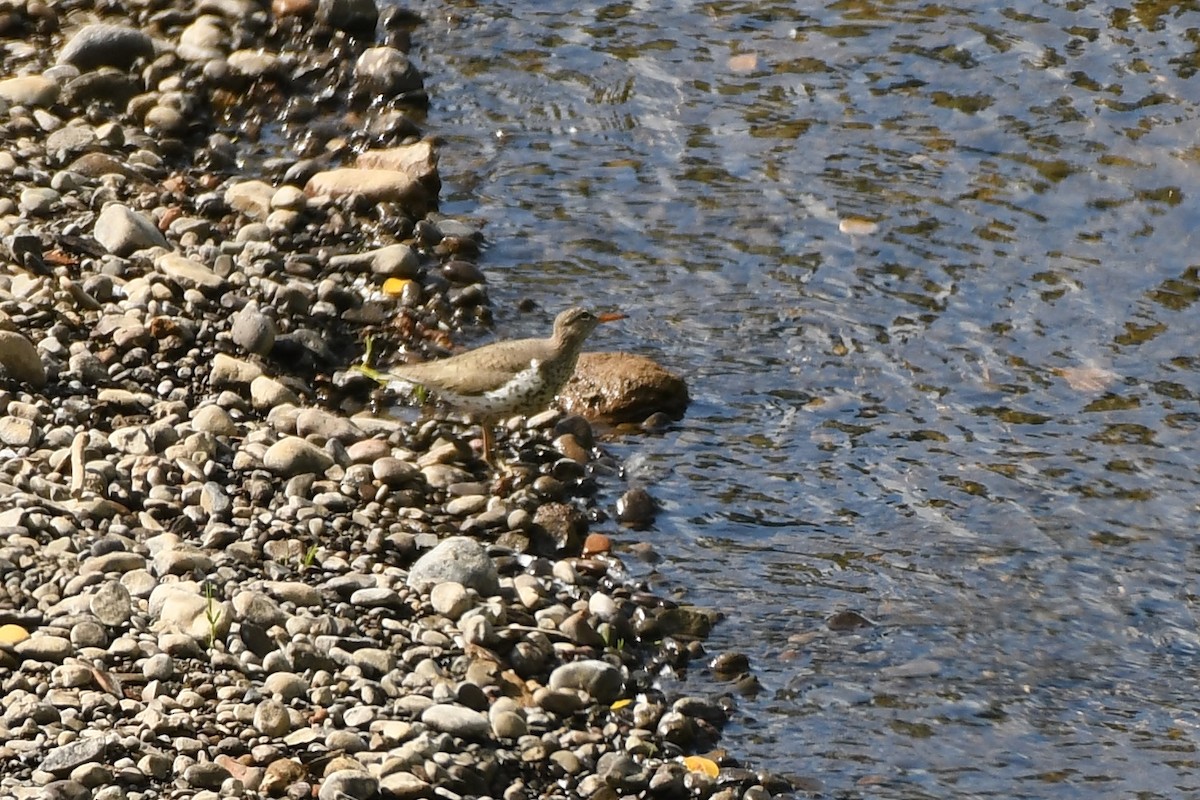 Spotted Sandpiper - ML636385675