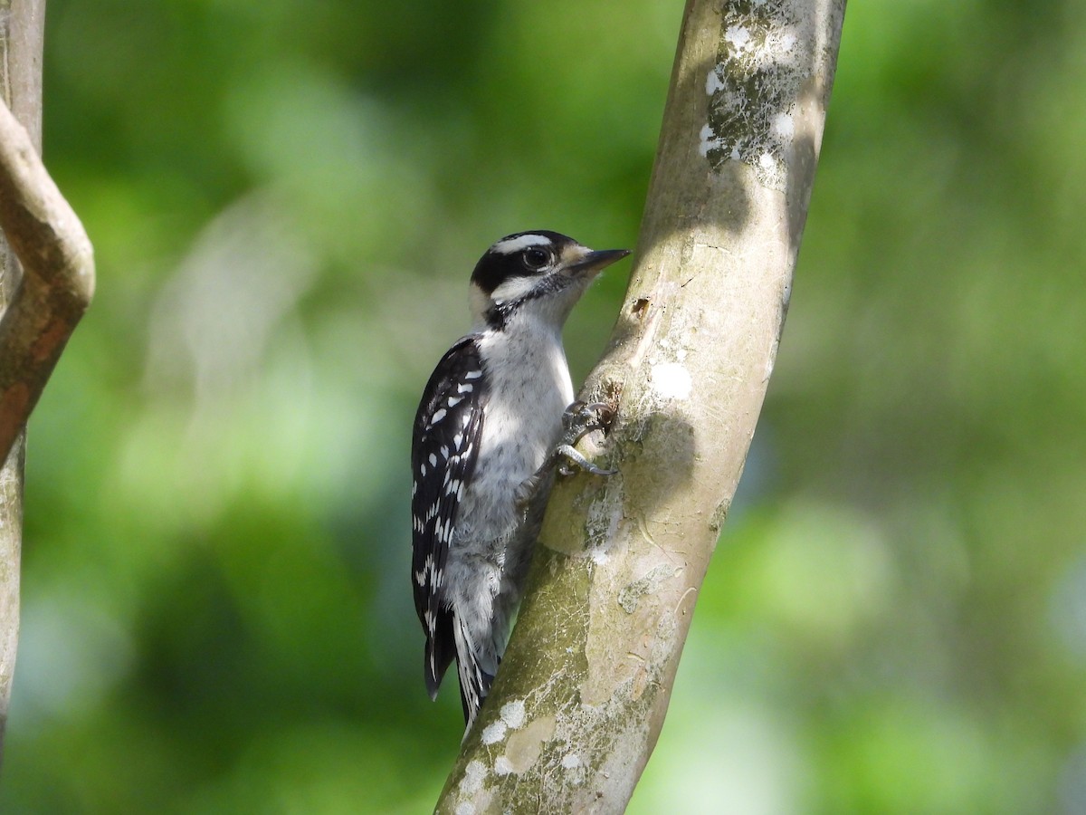 Downy Woodpecker - ML636385716