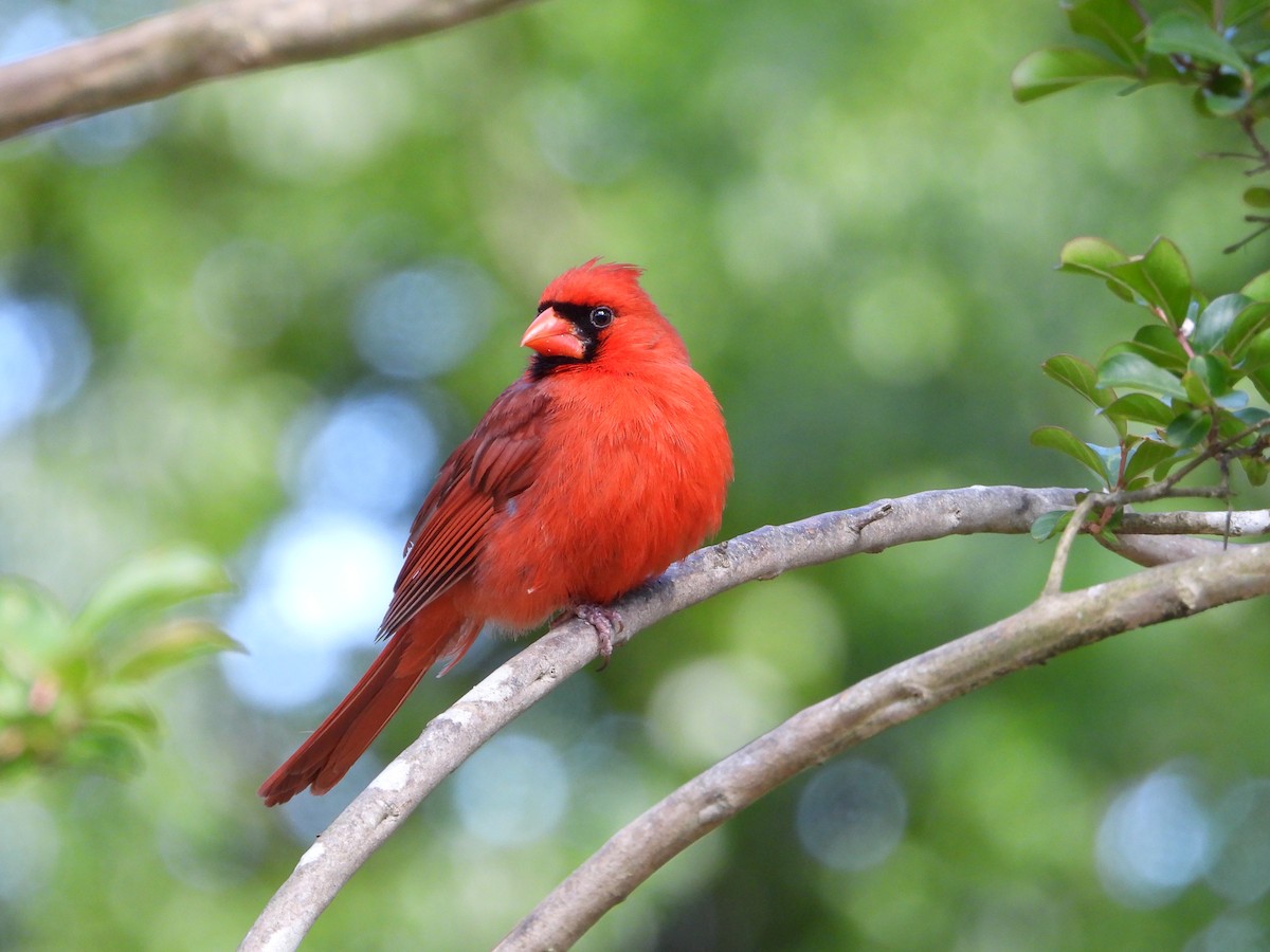 Northern Cardinal - ML636385724