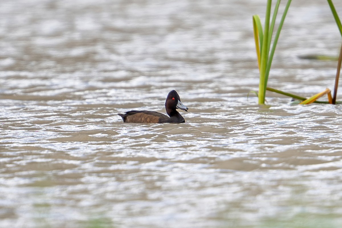Southern Pochard - ML636385742