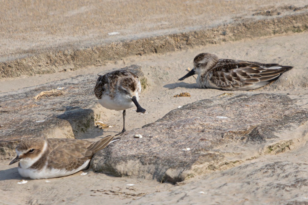 Spoon-billed Sandpiper - ML636385765
