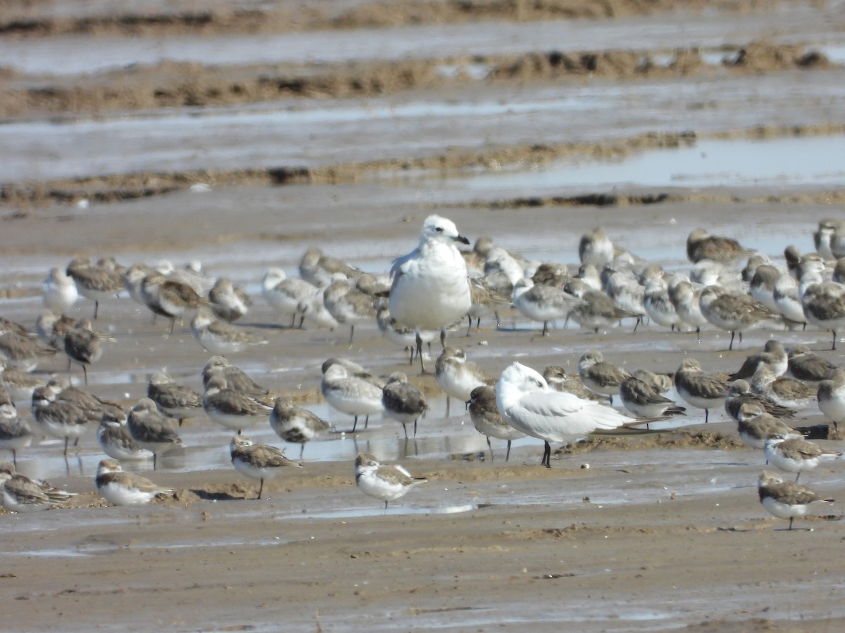 Relict Gull - ML636385795