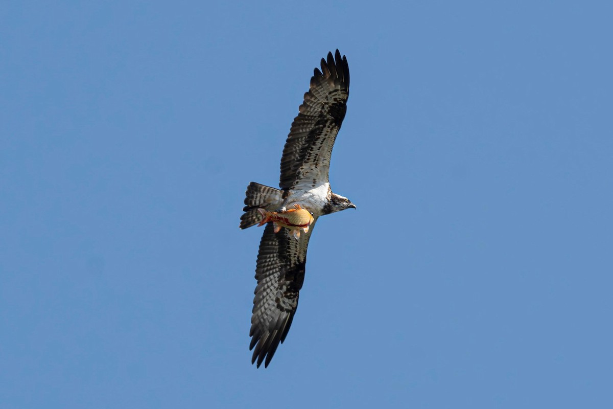 Osprey (Eurasian) - ML636385801