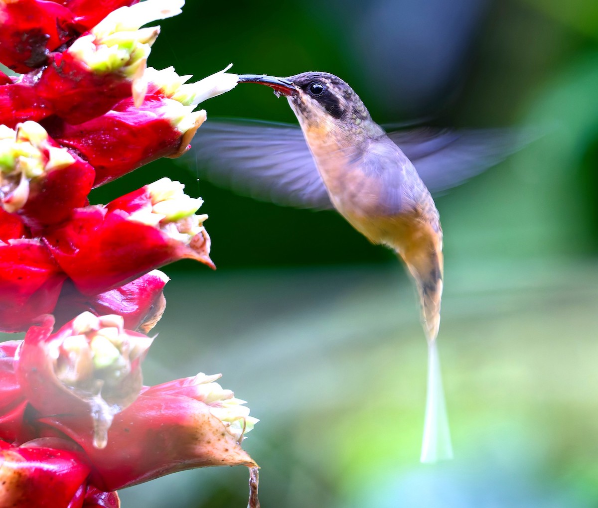 Tawny-bellied Hermit - ML636385806