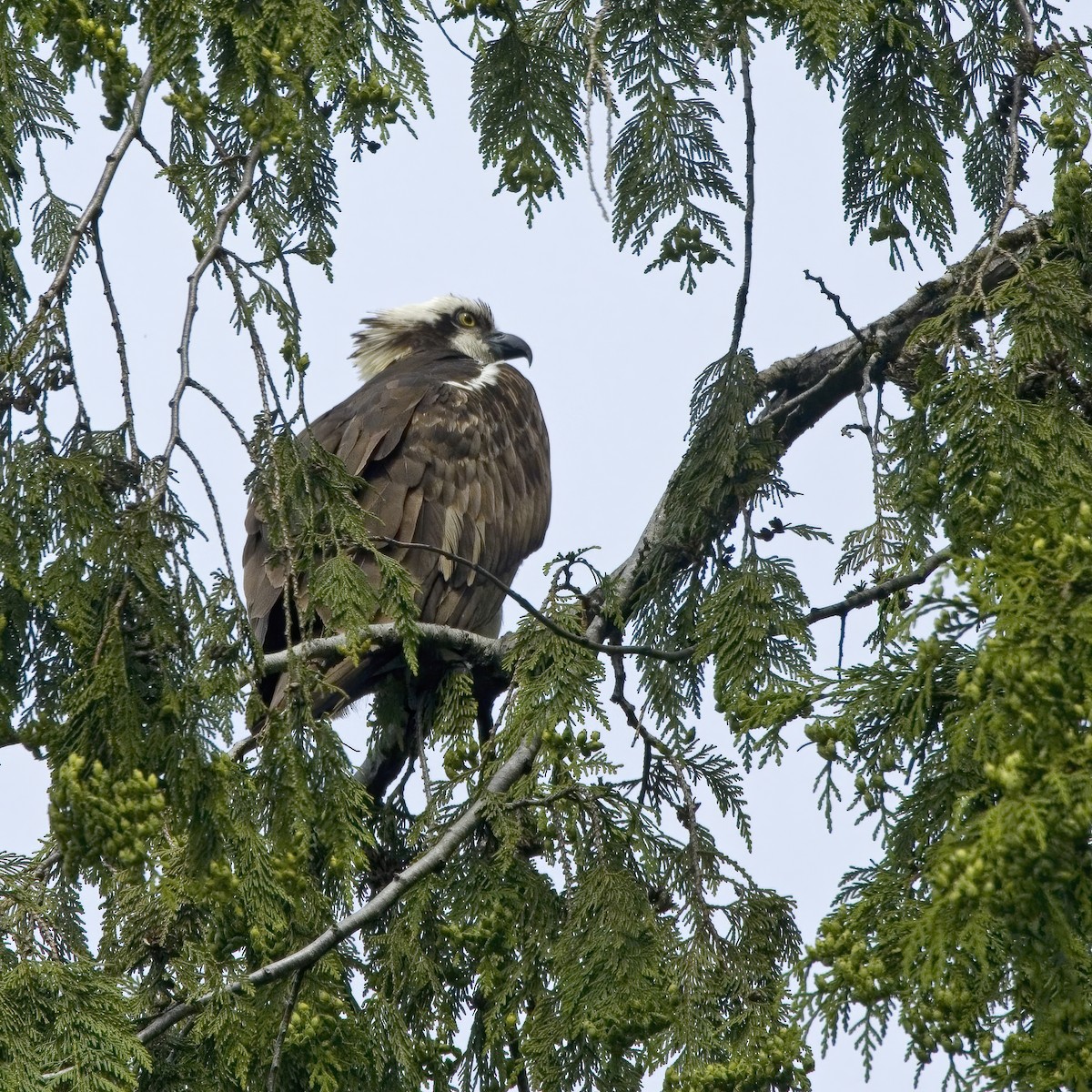 魚鷹 - ML636385816