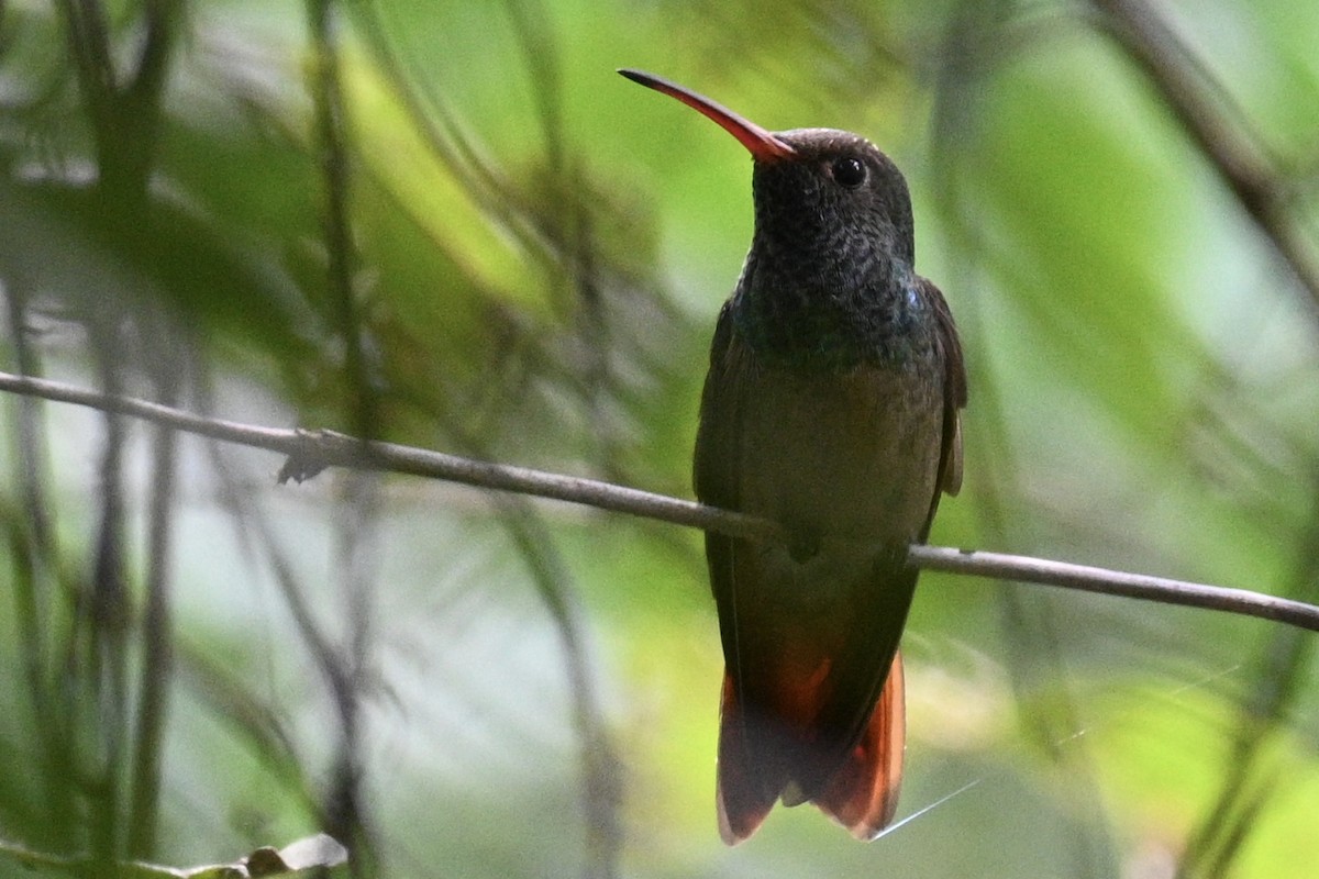 Fahlbauchamazilie - ML636385993