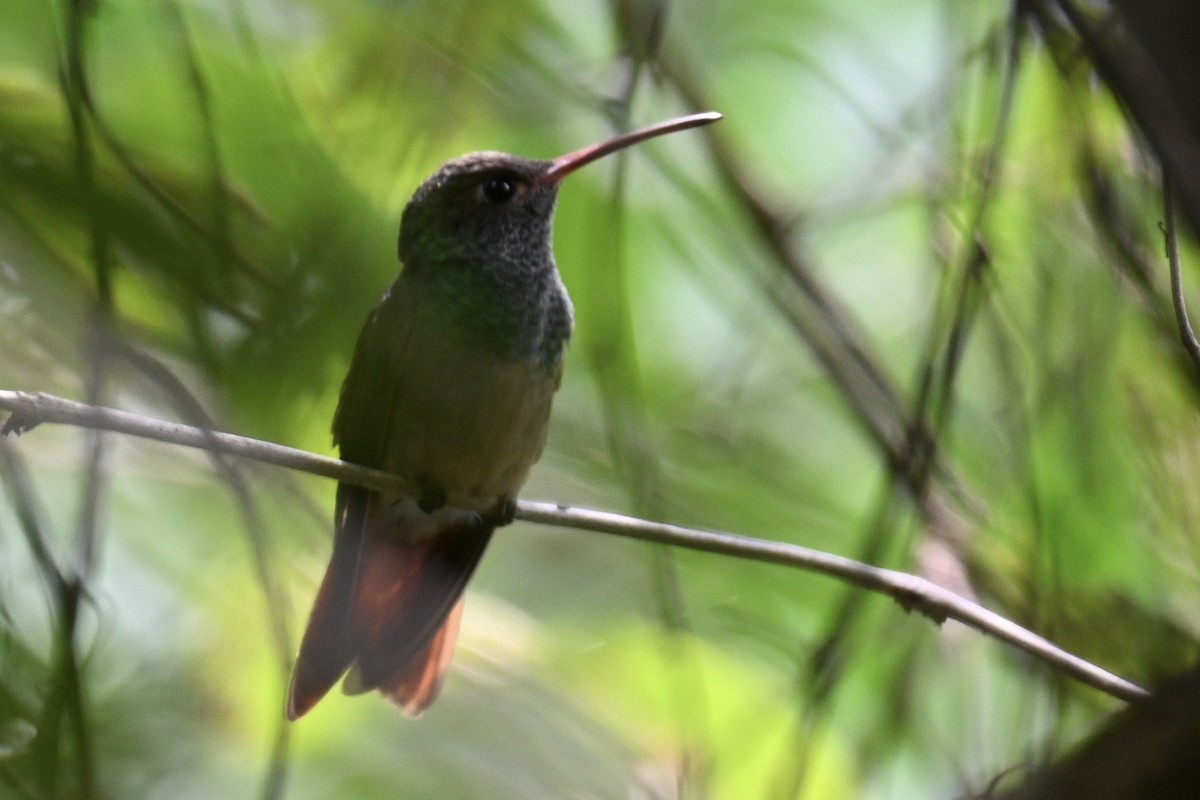 Fahlbauchamazilie - ML636385994