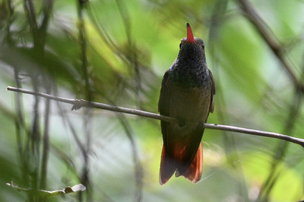 Fahlbauchamazilie - ML636385995