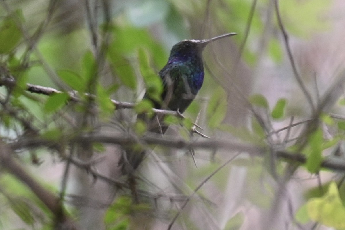 Mexican Violetear - ML636386007