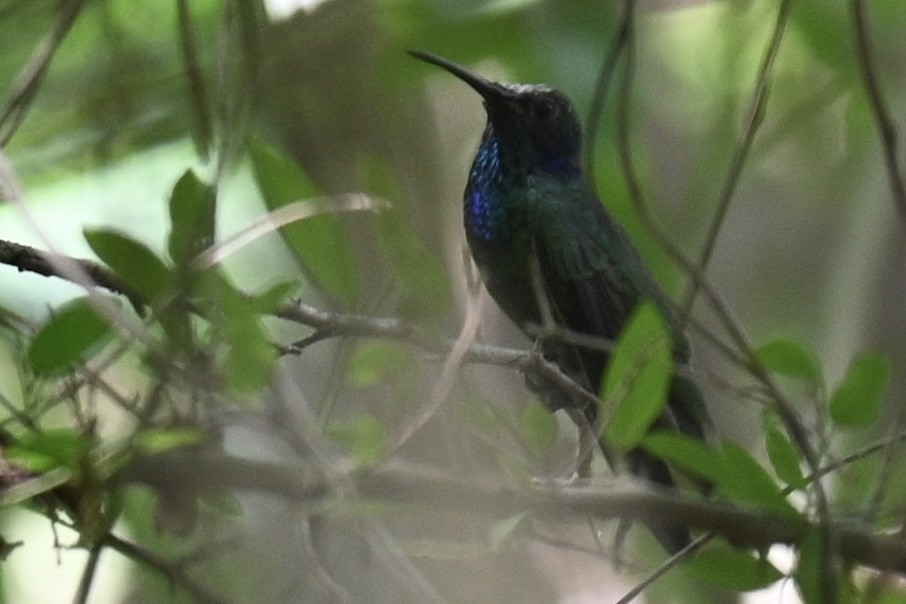 Mexican Violetear - ML636386008