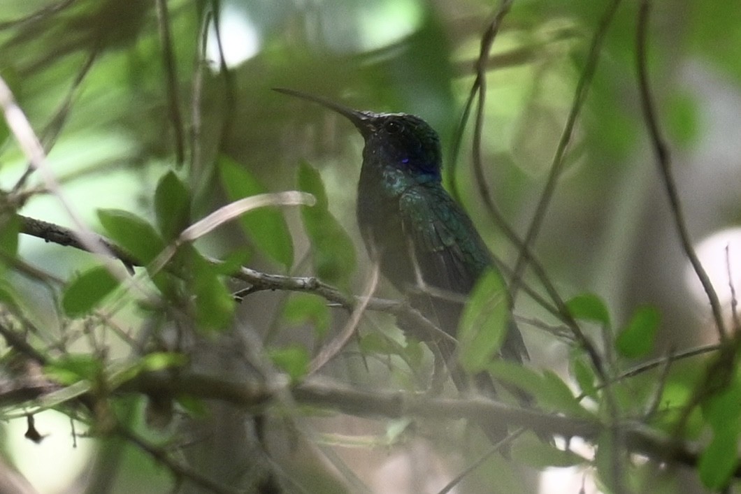 Mexican Violetear - ML636386009