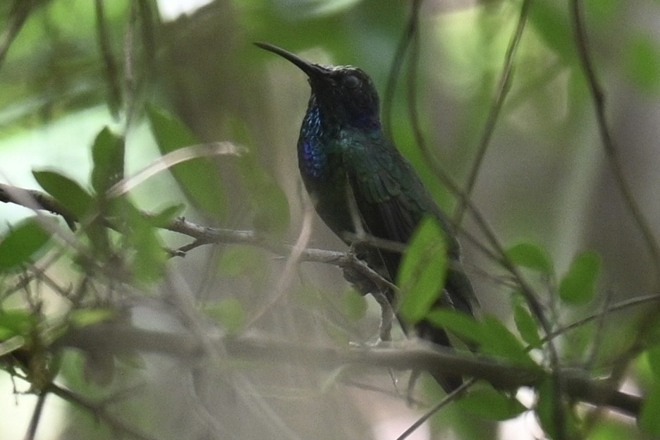 Mexican Violetear - ML636386010