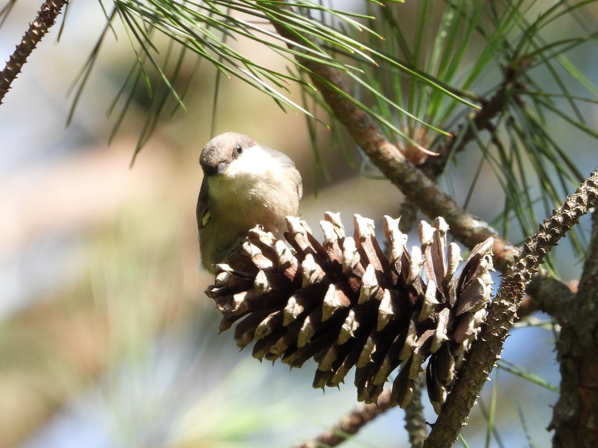 Brown-headed Nuthatch - ML636386014