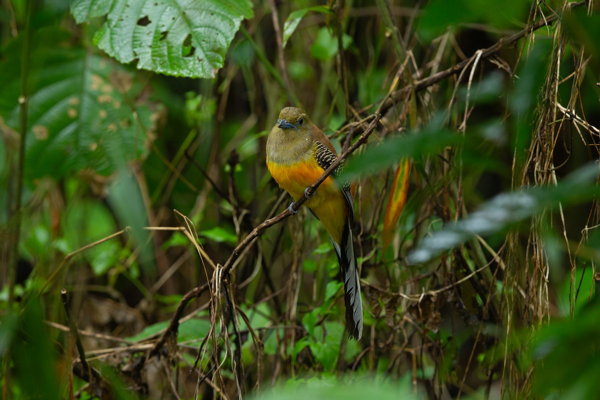 Orange-breasted Trogon - ML636386087