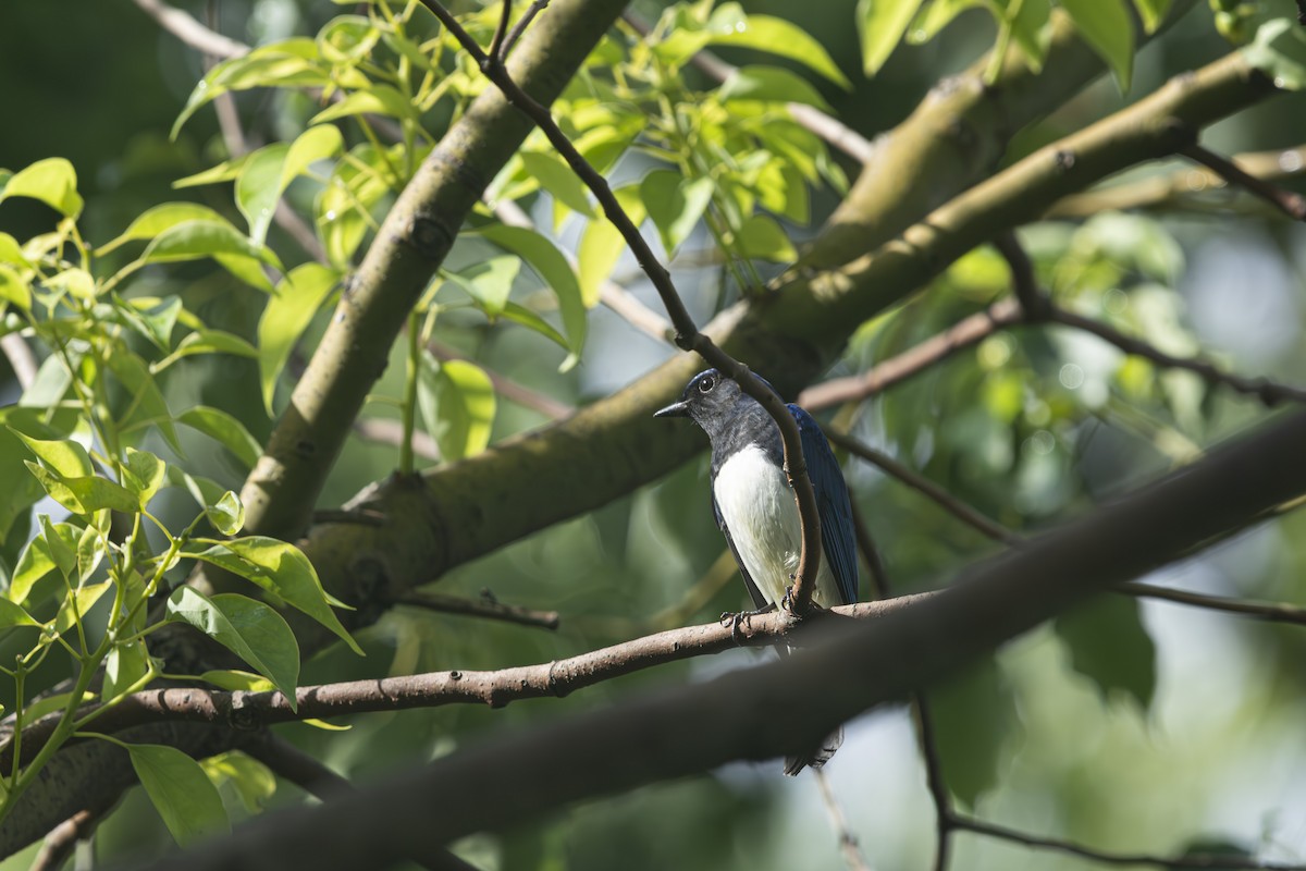 Blue-and-white Flycatcher - ML636386114
