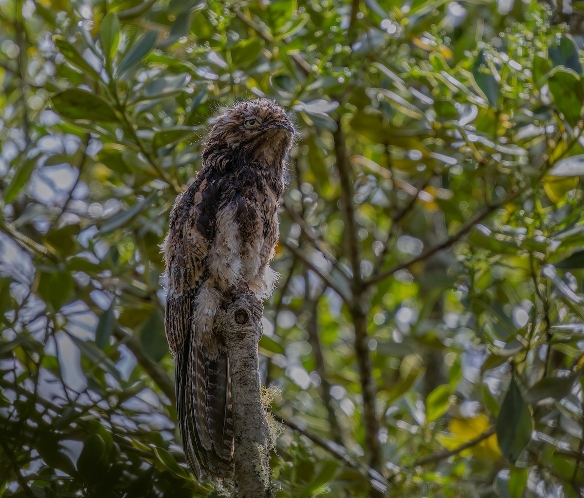 Andean Potoo - ML636386166