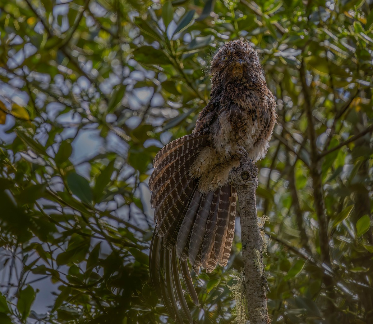 Andean Potoo - ML636386167