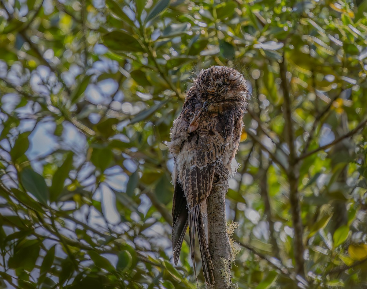 Andean Potoo - ML636386168