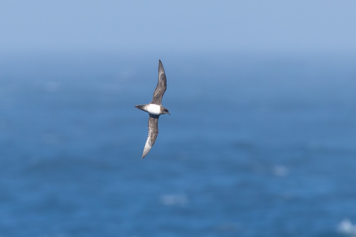 Atlantic Petrel - ML636386184