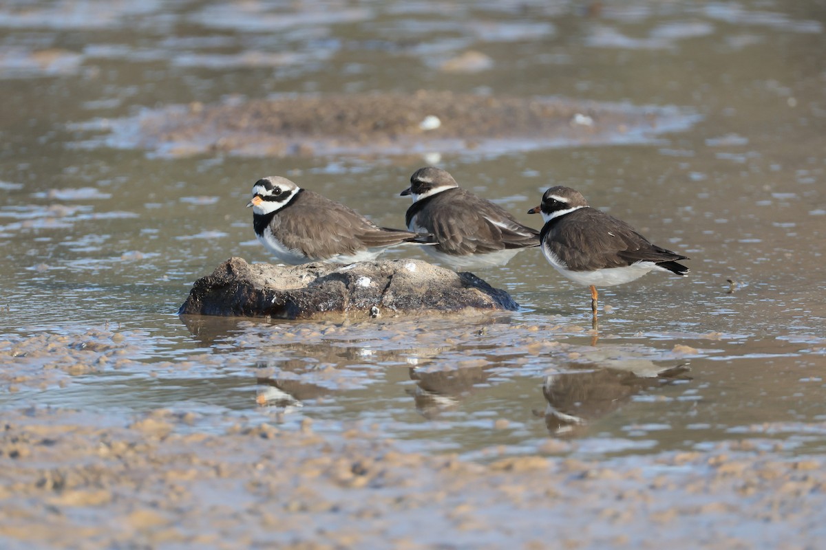 Common Ringed Plover - ML636386193