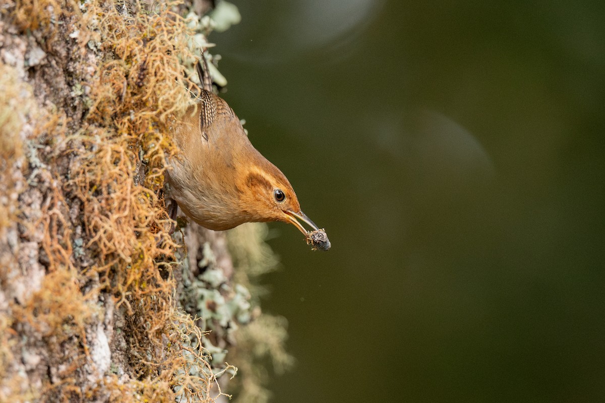 Ochraceous Wren - ML636386204
