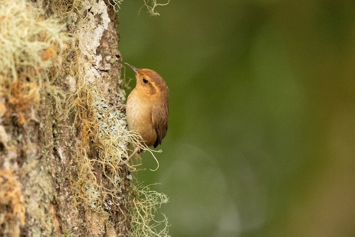 Ochraceous Wren - ML636386206
