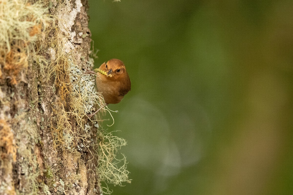 Ochraceous Wren - ML636386207