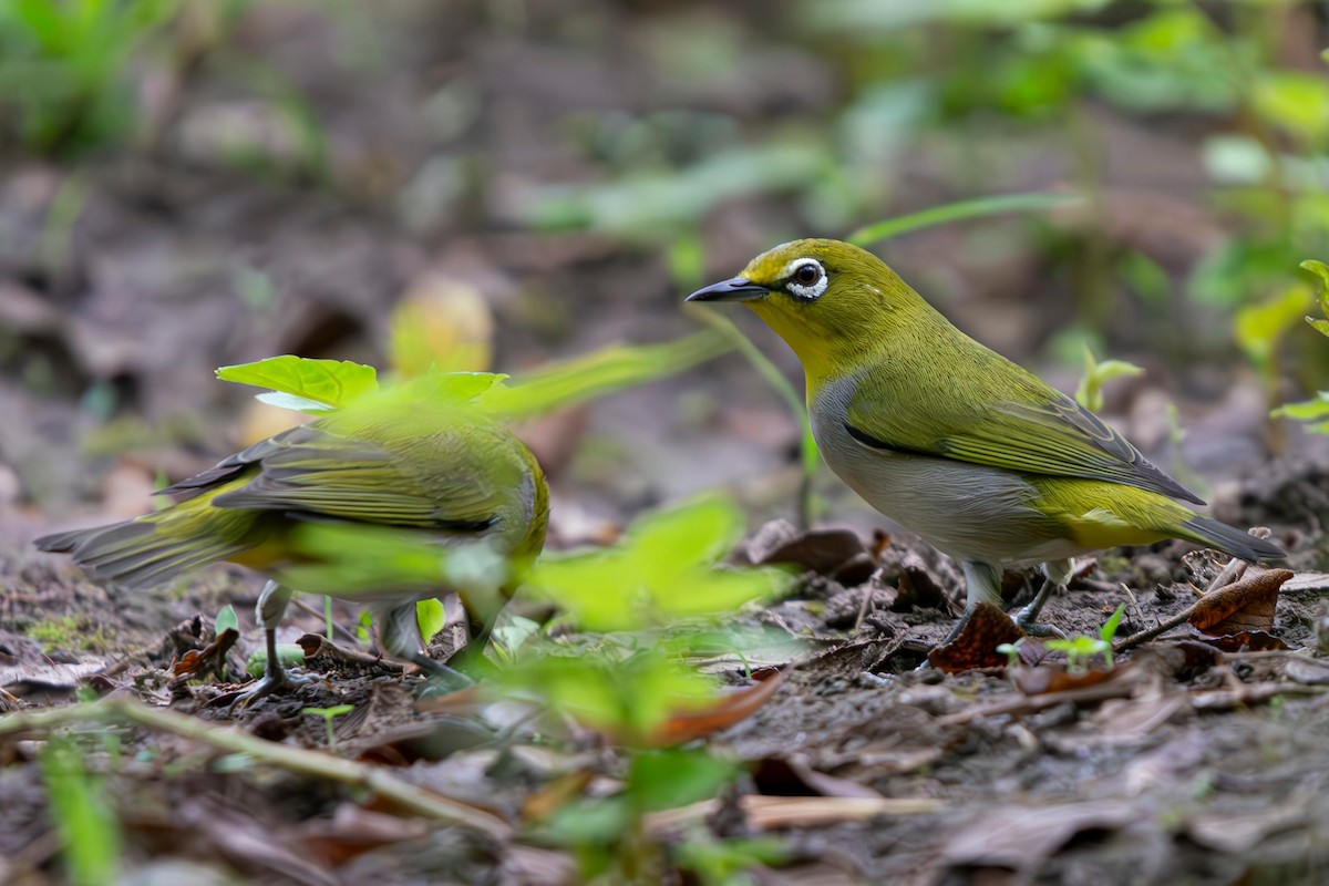 Swinhoe's White-eye - ML636386219