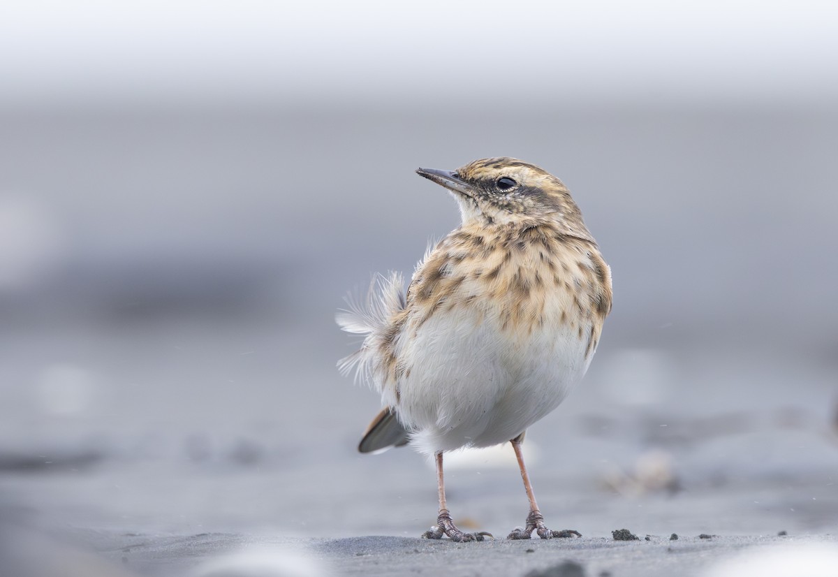 New Zealand Pipit - ML636386444