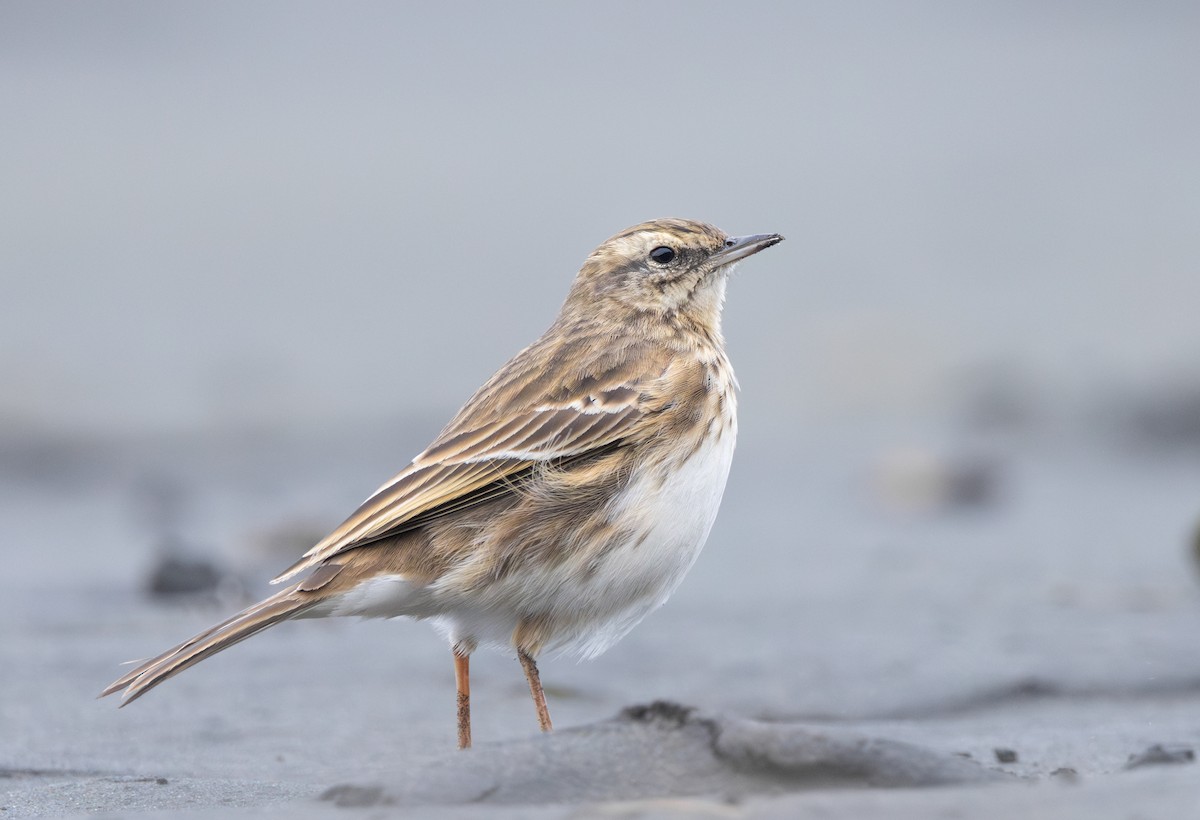 New Zealand Pipit - ML636386445