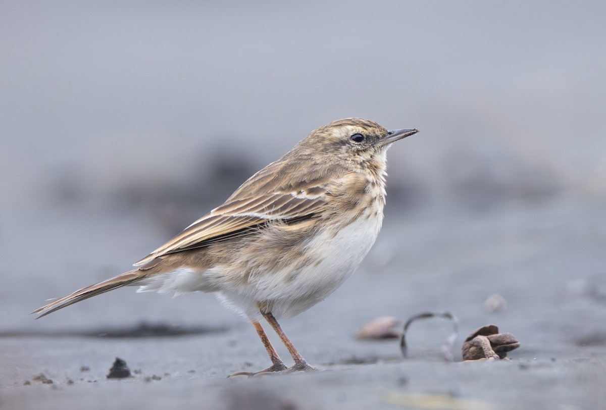New Zealand Pipit - ML636386446