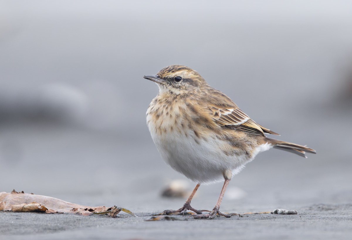 New Zealand Pipit - ML636386447