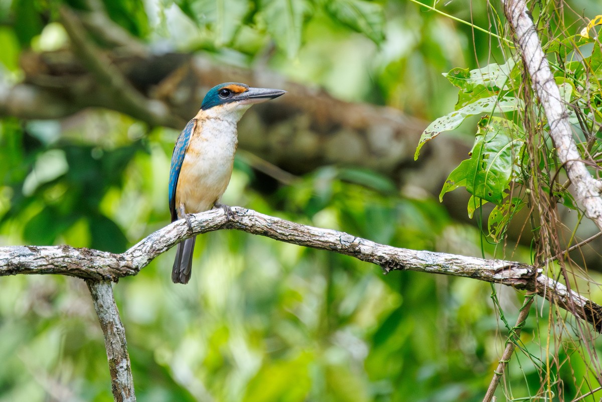 Pacific Kingfisher - ML636386531