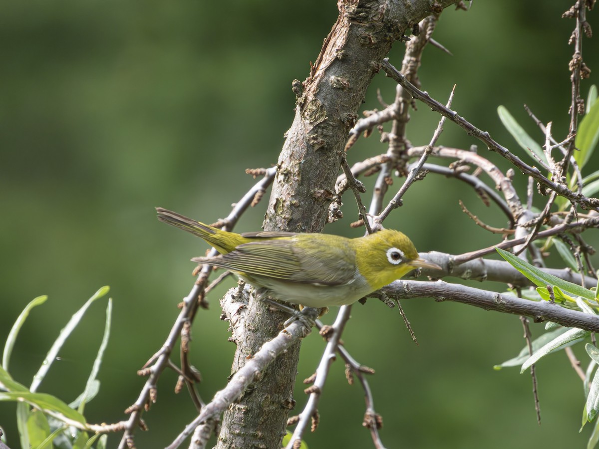 Chestnut-flanked White-eye - ML636386589