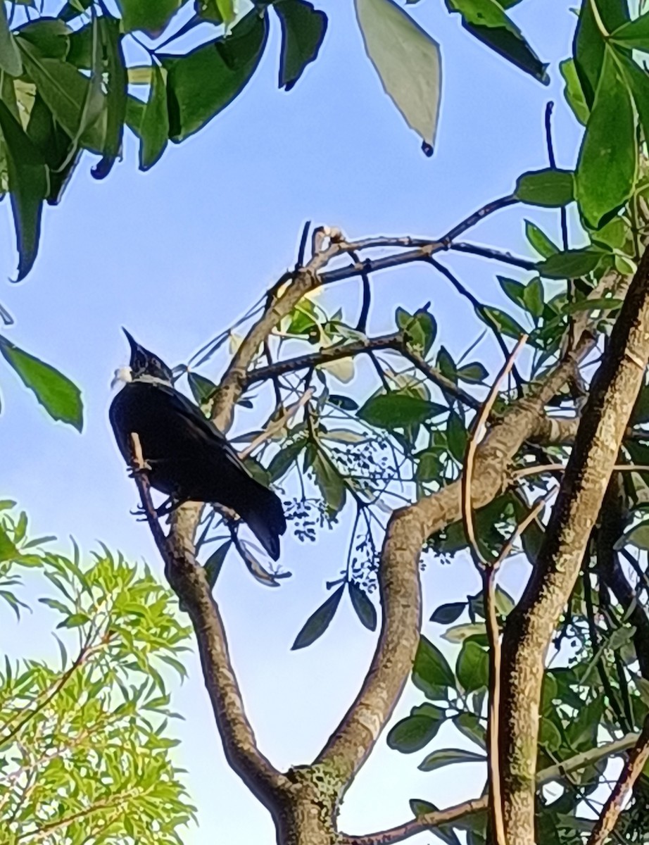Tui - ML636386619