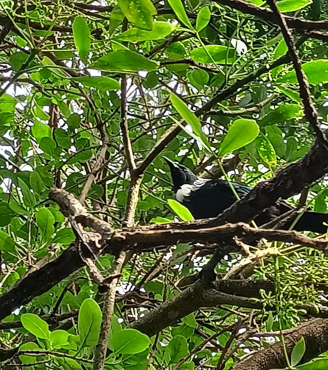 Tui - ML636386620