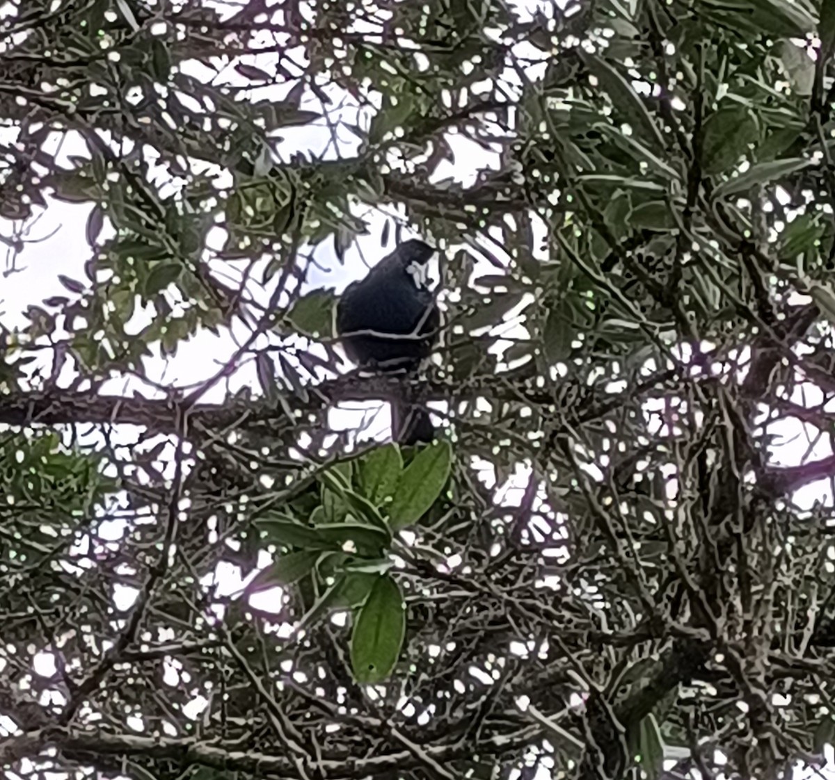 Tui - ML636386626