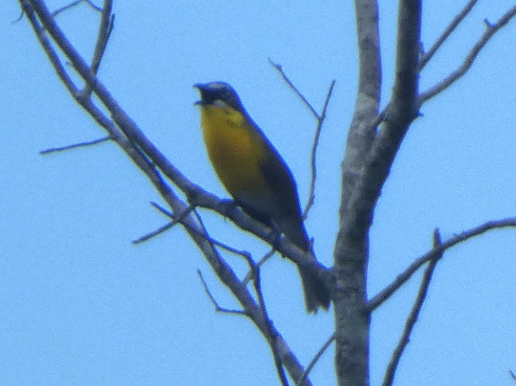 Yellow-breasted Chat - ML636386723