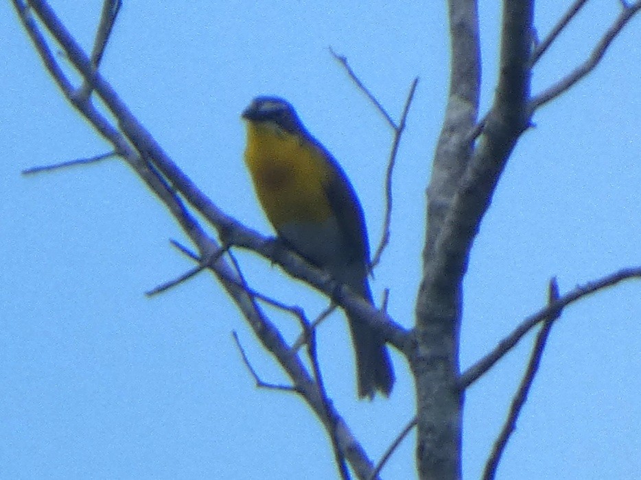 Yellow-breasted Chat - ML636386725