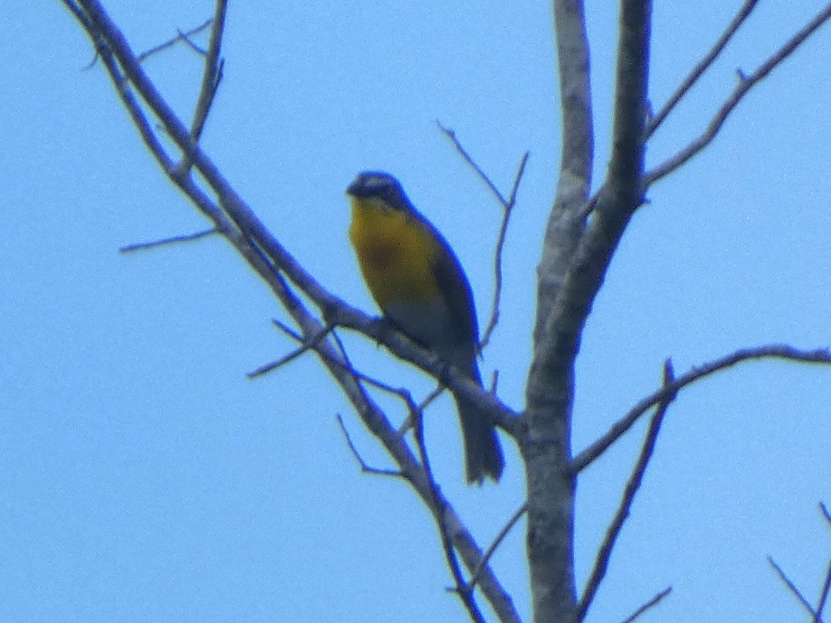 Yellow-breasted Chat - ML636386726