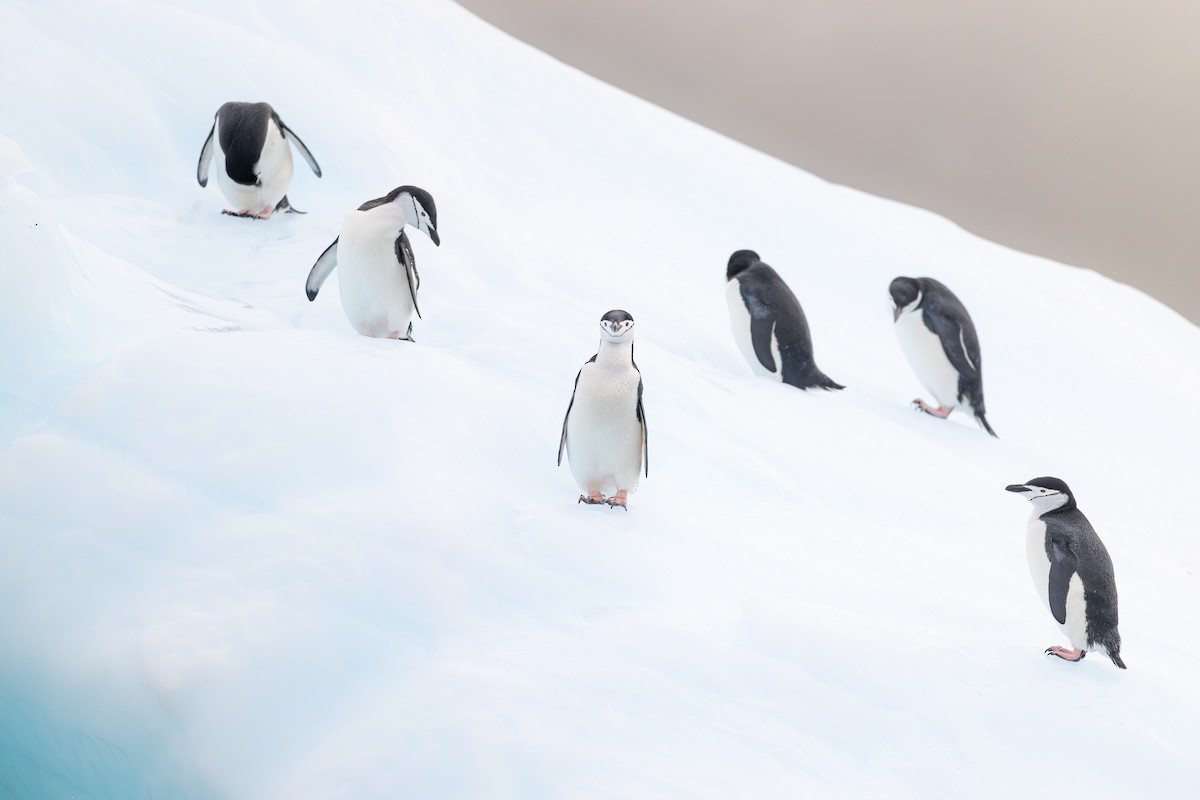 Chinstrap Penguin - ML636386758