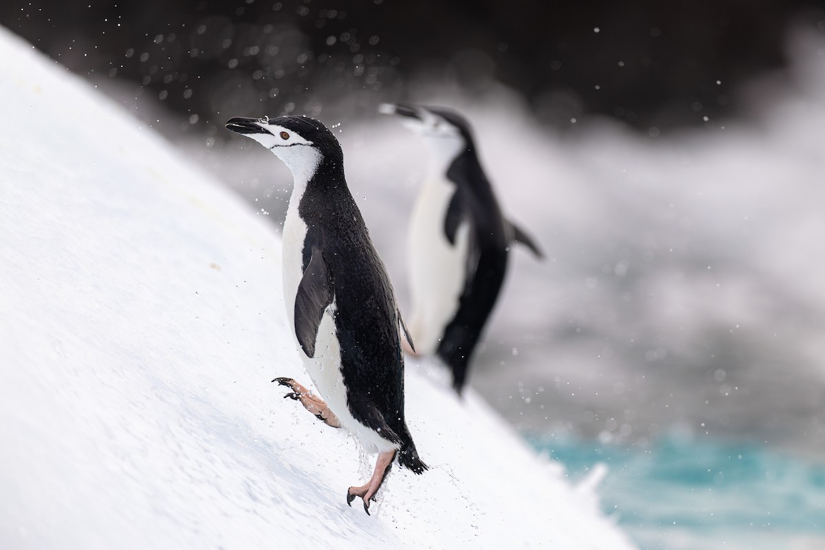 Chinstrap Penguin - ML636386760