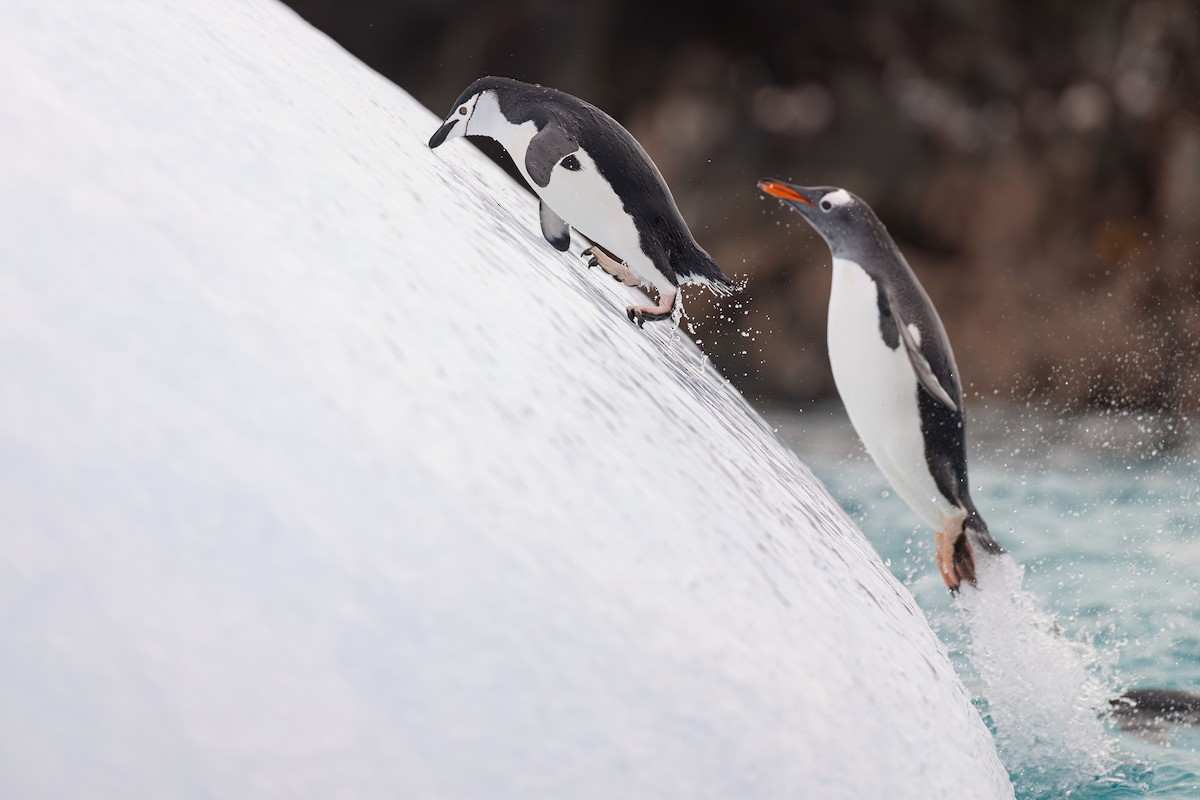Chinstrap Penguin - ML636386761