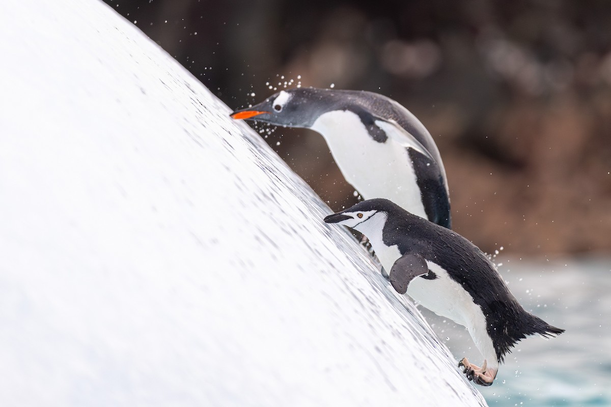 Chinstrap Penguin - ML636386762