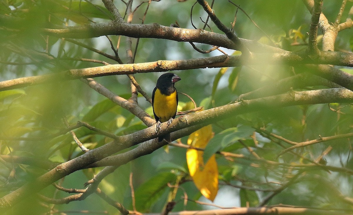 Spot-winged Grosbeak - ML636386861
